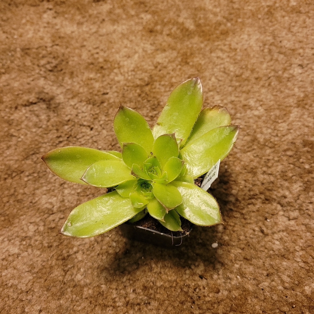 4 inch green and yellow succulent